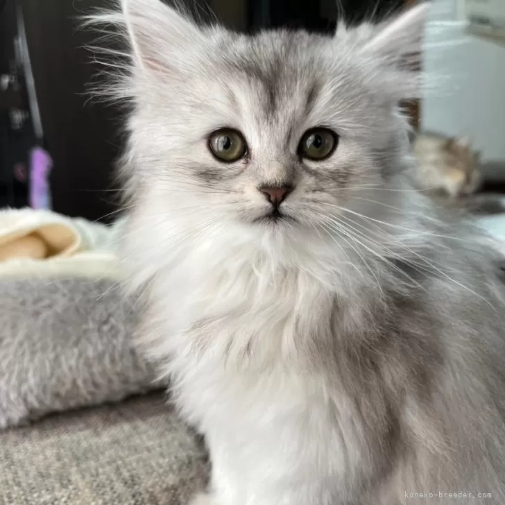 ID：2411-02020の子猫