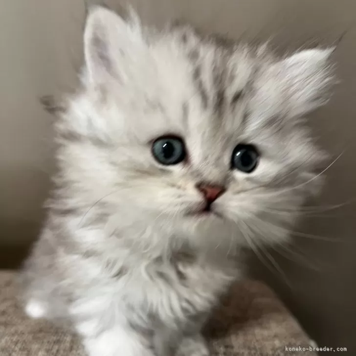 ID：2412-01636の子猫