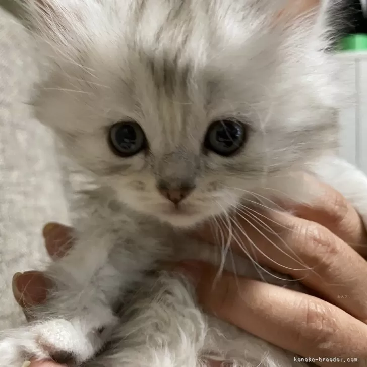 ID:2504-01417の子猫