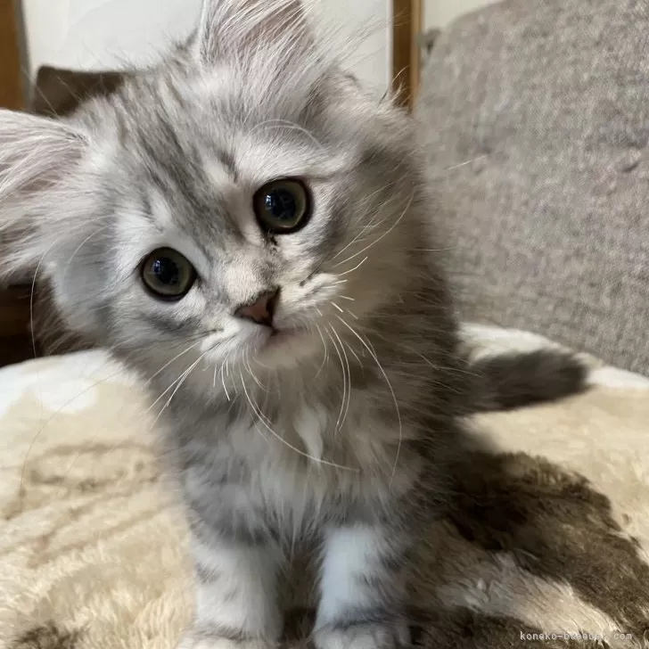 ID:2504-01414の子猫