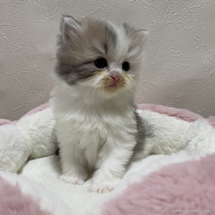 ブリーダー画像