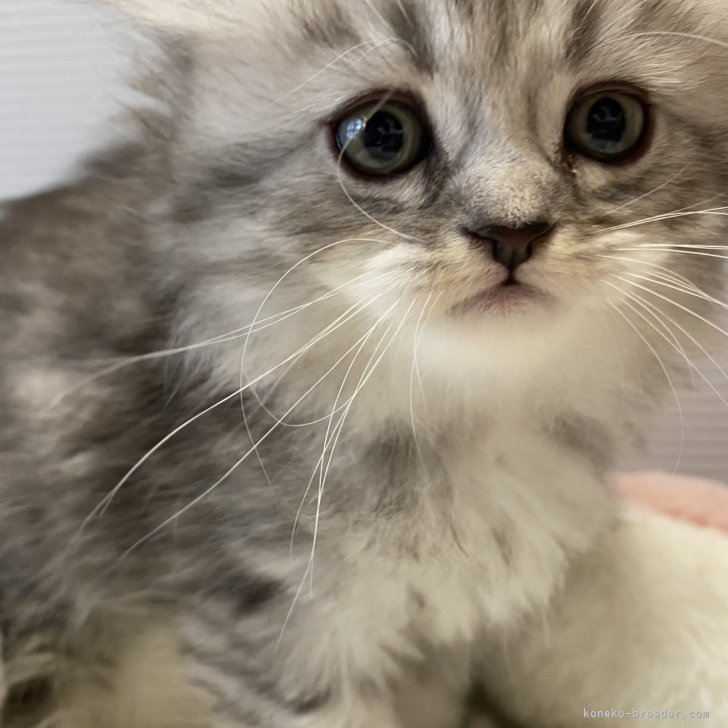 ブリーダー画像