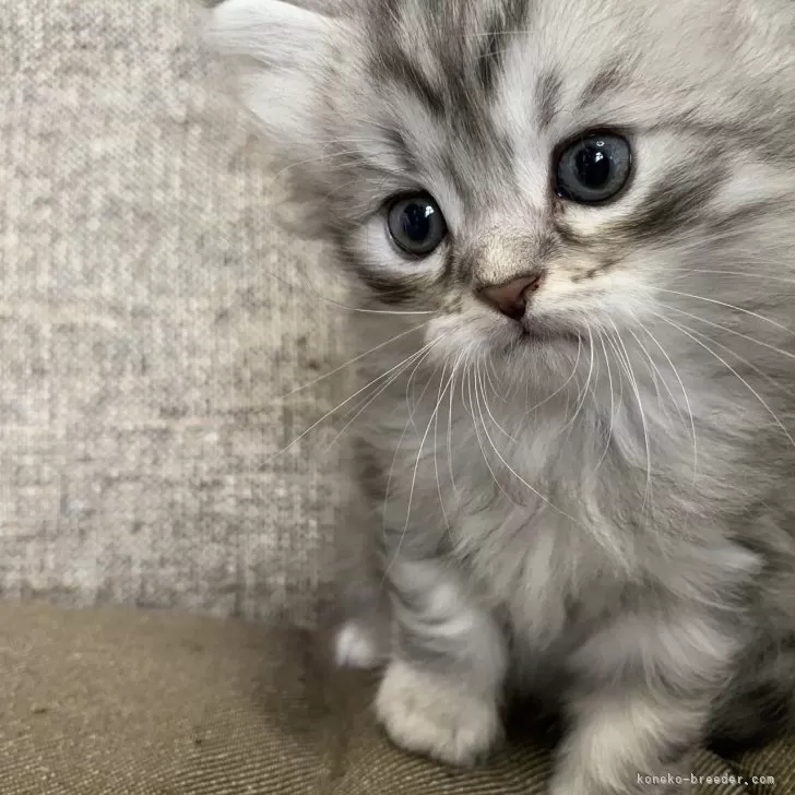 ID：2509-02406の子猫