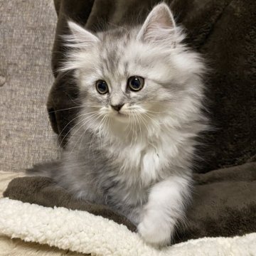 ミヌエット(長足)【栃木県・女の子・2025年10月10日・シルバータビー】の写真「とても人懐こくて可愛い子です☺️♪」