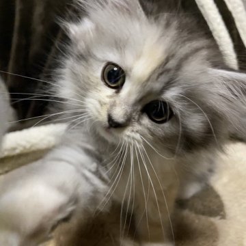 ミヌエット(長足)【栃木県・女の子・2025年10月10日・シルバーパッチドタビーホワイト】の写真「穏やかな優しい子です♪♪」