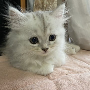 ミヌエット(長足)【栃木県・女の子・2025年8月23日・チンチラシルバー】の写真「とても穏やかな美人さんです♪」