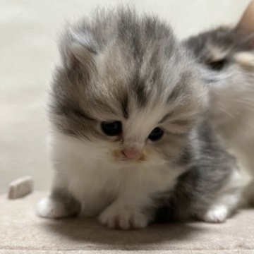 ミヌエット(短足)【栃木県・女の子・2025年11月12日・ダイリュートキャリコ（ロング）】の写真「もふもふコロコロした可愛い子です♪」