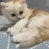ミヌエット(長足)