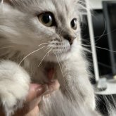 ミヌエット