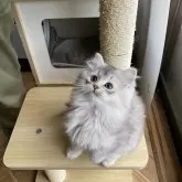 ミヌエット(長足)