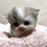 ミヌエット(長足)