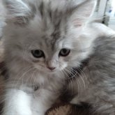 ミヌエット(長足)