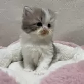 ミヌエット(長足)