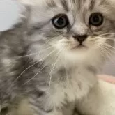 ミヌエット(長足)