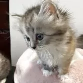 ミヌエット(長足)