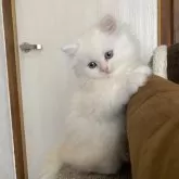 ミヌエット(長足)