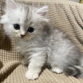 ミヌエット