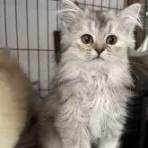 ミヌエット(長足)【栃木県・女の子・2024年10月10日・シルバータビー】の写真1