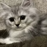 ミヌエット(長足)