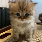 ミヌエット(長足)