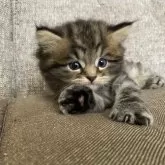 ミヌエット(長足)【栃木県・男の子・2025年8月17日・ブラウンタビー】の写真2