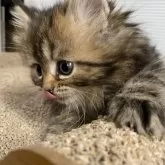 ミヌエット(長足)【栃木県・女の子・2024年12月8日・ブラウンタビー】の写真2