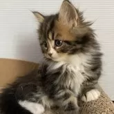 ミヌエット(長足)【栃木県・男の子・2024年12月8日・ブラウンタビーホワイト】の写真2