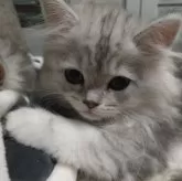 ミヌエット(長足)【栃木県・女の子・2025年8月23日・シルバータビー】の写真3