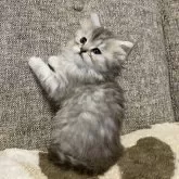 ミヌエット(長足)【栃木県・女の子・2025年10月18日・シルバータビー】の写真3