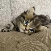 ミヌエット(長足)【栃木県・男の子・2025年8月17日・ブラウンタビー】の写真3