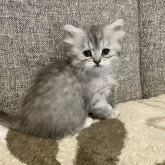 ミヌエット(長足)【栃木県・女の子・2025年10月18日・シルバータビー】の写真4