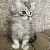 ミヌエット(長足)【栃木県・男の子・2025年8月17日・シルバータビー】の写真4