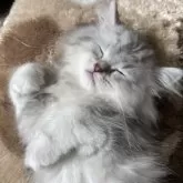 ミヌエット(長足)【栃木県・女の子・2025年8月23日・シルバータビー】の写真4