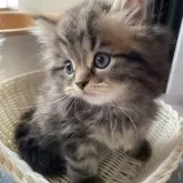 ミヌエット(長足)【栃木県・男の子・2025年8月17日・ブラウンタビー】の写真5