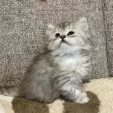 ミヌエット(長足)【栃木県・女の子・2025年10月18日・シルバータビー】の写真5