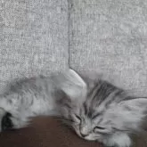 ミヌエット(長足)【栃木県・男の子・2025年8月17日・シルバータビー】の写真6