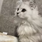 ミヌエット(長足)【栃木県・男の子・2024年11月5日・チンチラシルバー】の写真6