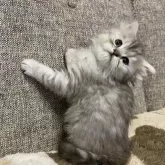 ミヌエット(長足)【栃木県・女の子・2025年10月18日・シルバータビー】の写真6