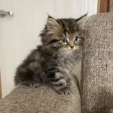 ミヌエット(長足)【栃木県・男の子・2025年8月17日・ブラウンタビー】の写真7