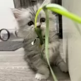 ミヌエット(短足)【栃木県・女の子・2025年12月22日・シルバータビー】の写真7