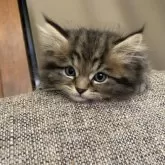 ミヌエット(長足)【栃木県・男の子・2025年8月17日・ブラウンタビー】の写真8