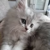 ミヌエット(長足)【栃木県・女の子・2025年8月23日・シルバータビー】の写真9