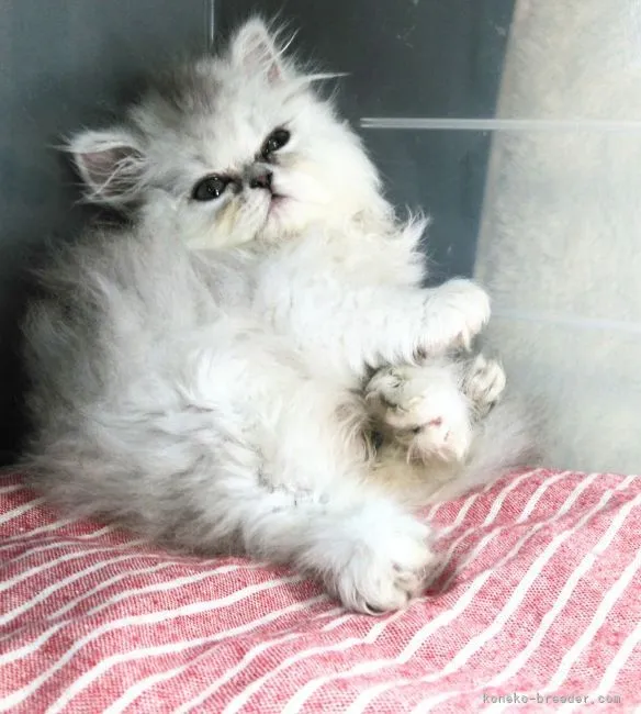 ID:2105-02365の子猫