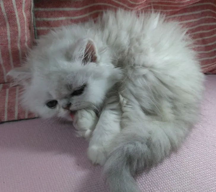 ID:2008-02131の子猫