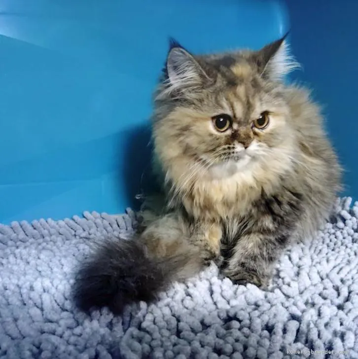AT 様のお迎えした子猫