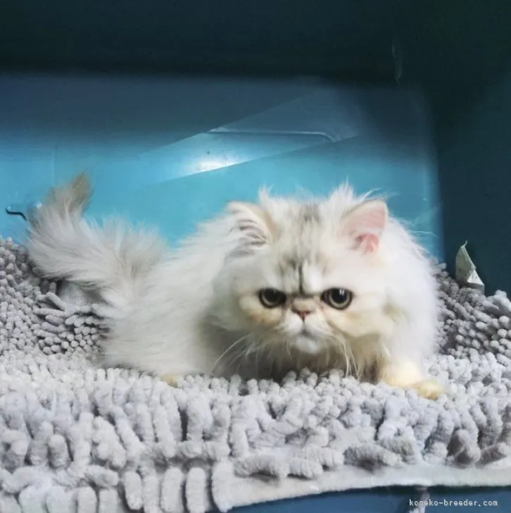 ID：2308-03089の子猫