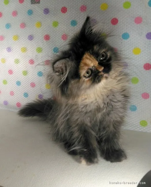 ID:2108-01361の子猫