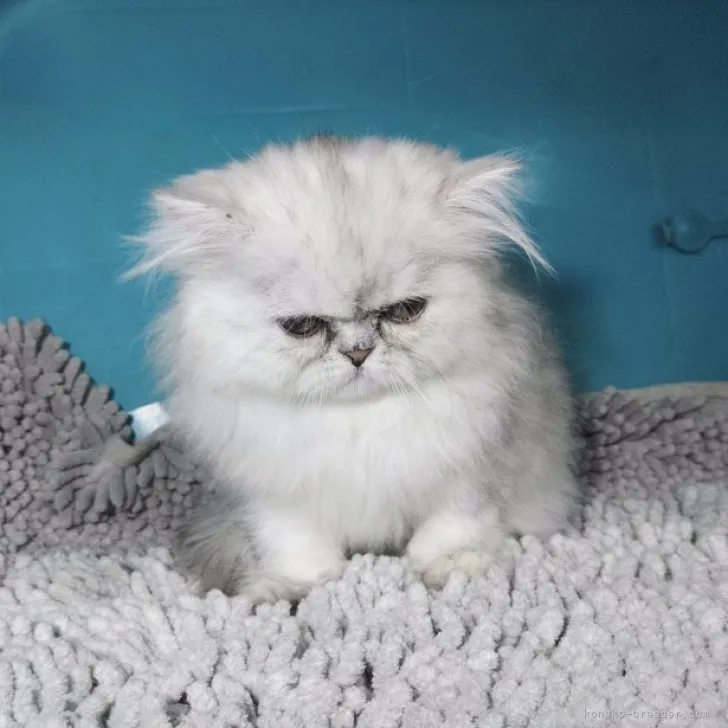 T 様のお迎えした子猫