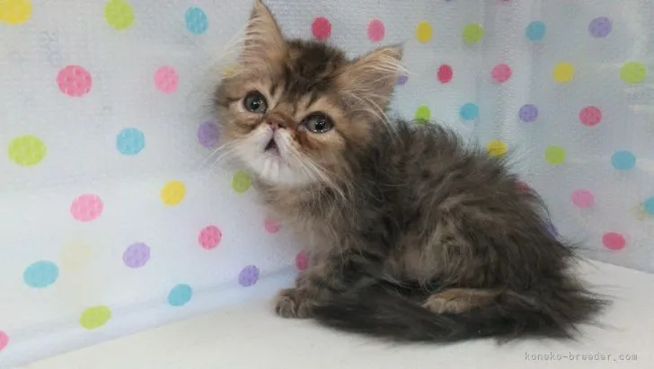 ID：2109-00080の子猫