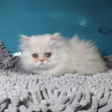ミヌエット(短足)【群馬県・男の子・2023年1月1日・シェルカメオ（長毛）】の写真「ふわもこ男子(※両親共にPKDクリアです)」